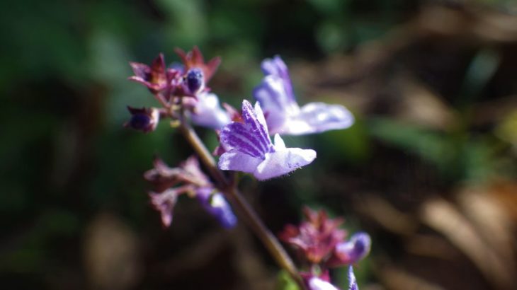 秋枯れの野原にも ヤマハッカ 青紫色の小さな花が整列します おけば走る子
