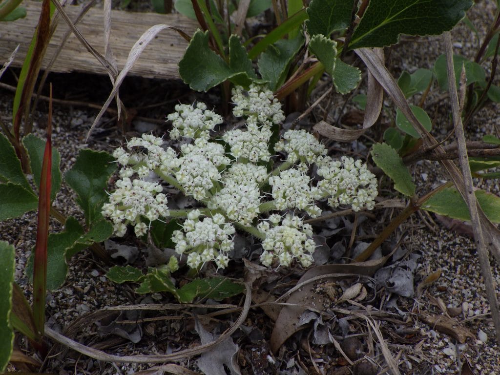 ハマボウフウ 砂浜の地面に埋まったように咲くくす玉状の白い花 おけば走る子